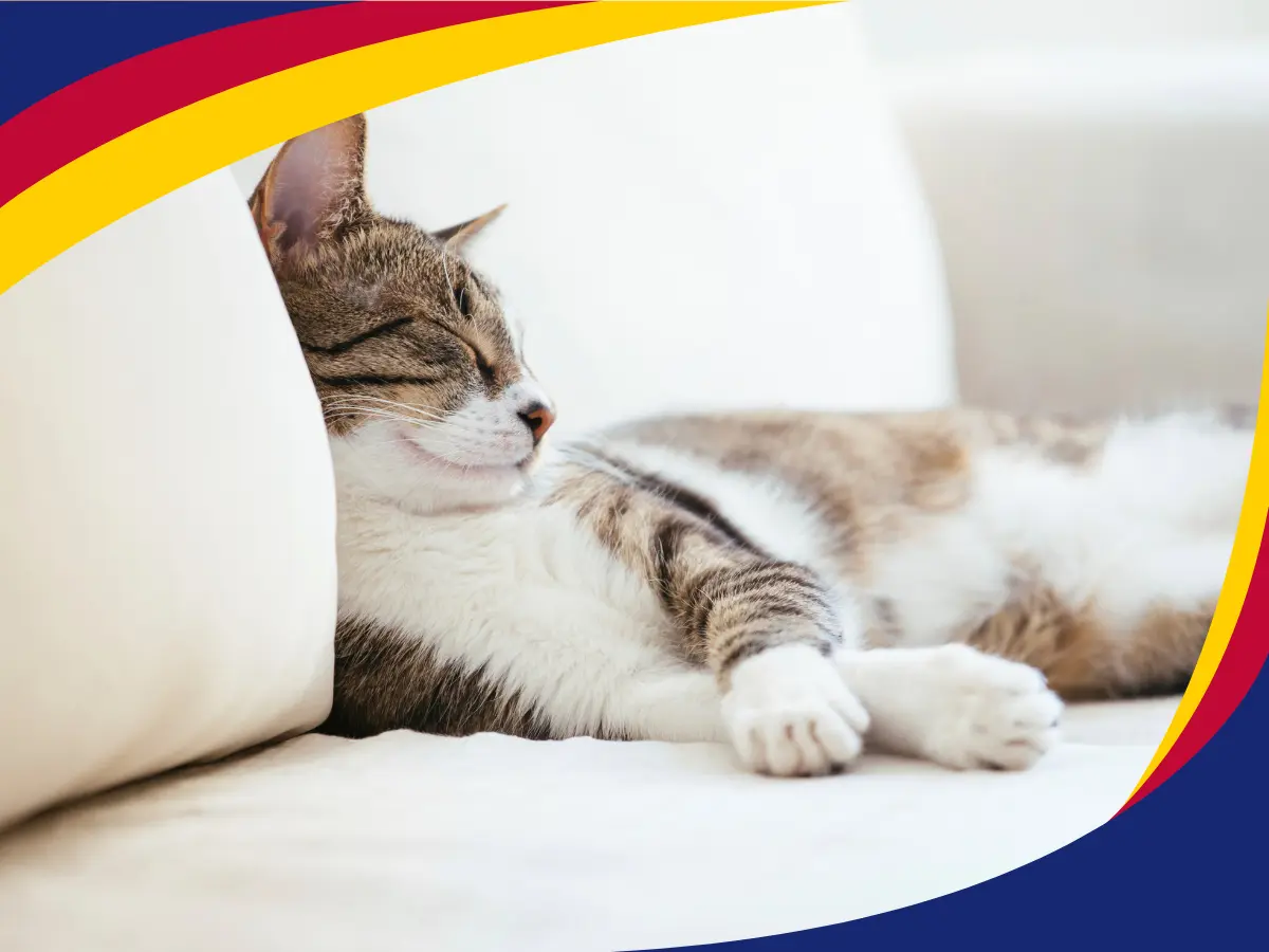Pet Hair Impact on HVAC Systems: What Homeowners Miss